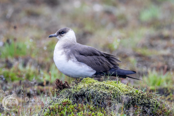 Parasitic Jaeger