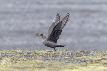 Parasitic Jaeger