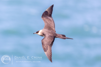 Parasitic Jaeger