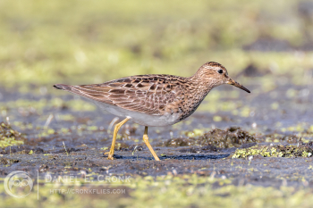 Pectoral Sandpiper