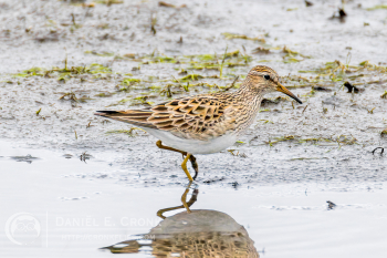 Pectoral Sandpiper