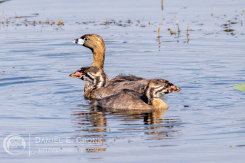 Pied-Billed Grebe