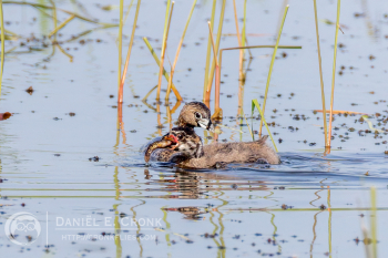 Pied-Billed Grebe