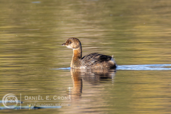 Pied-Billed Grebe