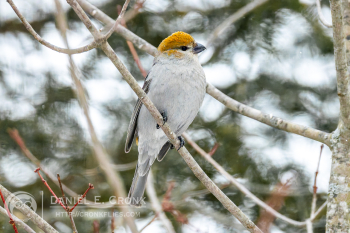 Pine Grosbeak