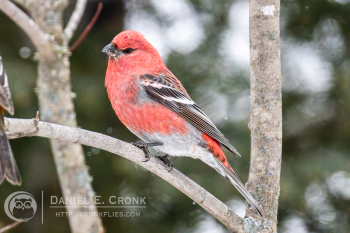 Pine Grosbeak