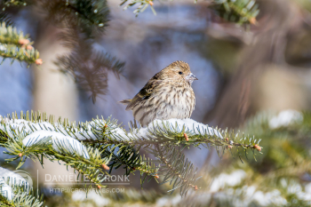 Pine Siskin