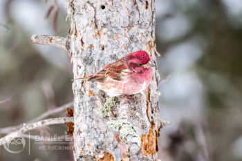 Purple Finch