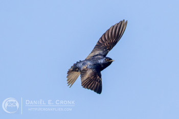 Purple Martin