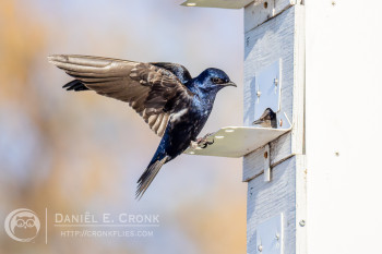 Purple Martin