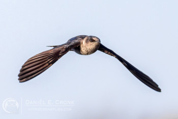 Purple Martin