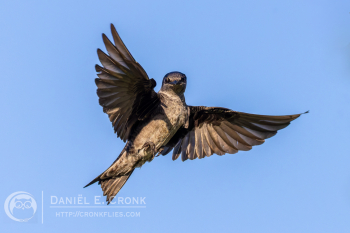 Purple Martin