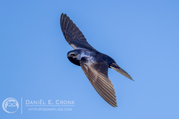 Purple Martin