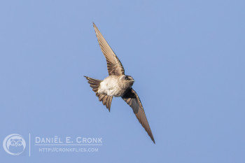 Purple Martin