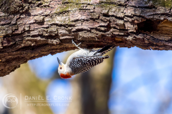 Red-Bellied Woodpecker