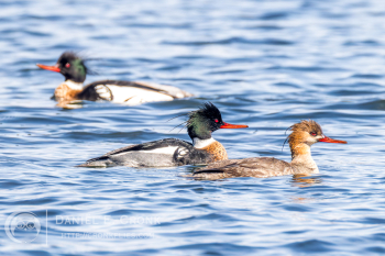 Red-Breasted Merganser