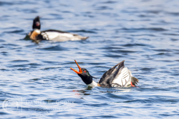 Red-Breasted Merganser
