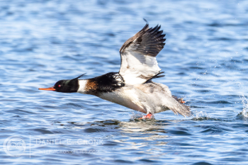 Red-Breasted Merganser