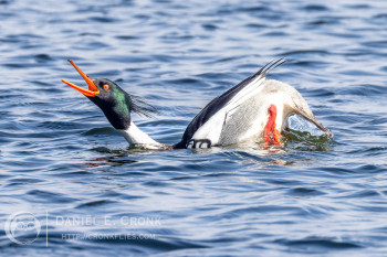 Red-Breasted Merganser