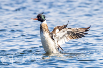 Red-Breasted Merganser