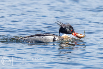 Red-Breasted Merganser