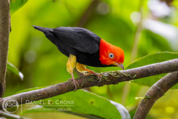 Red-Capped Manakin