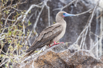 Red-Footed Booby