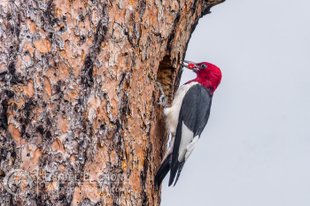 Red-Headed Woodpecker