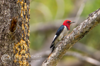 Red-Headed Woodpecker