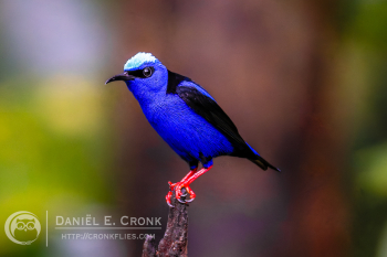 Red-legged Honeycreeper