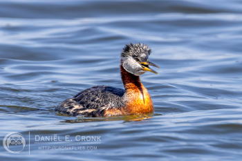 Red-Necked Grebe