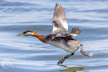 Red-Necked Grebe