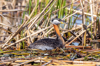 Red-Necked Grebe