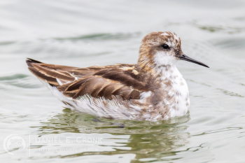 Red-Necked Phalarope