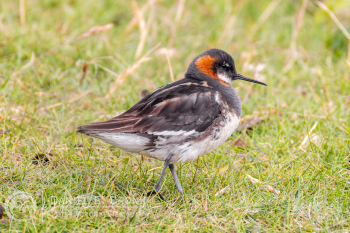 Red-Necked Phalarope