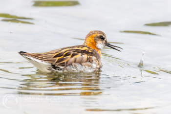 Red-Necked Phalarope