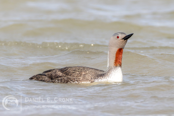 Red-Throated Loon