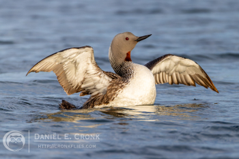 Red-Throated Loon