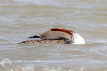 Red-Throated Loon