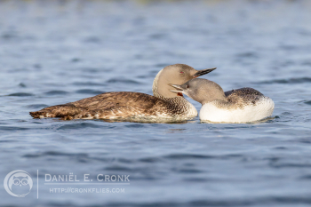 Red-Throated Loon