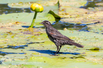 Red-Winged Blackbird