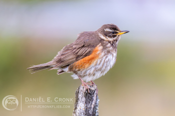 Redwing