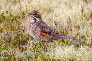 Redwing