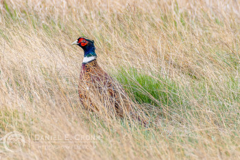 Ring-Necked Pheasant