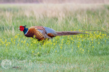 Ring-Necked Pheasant
