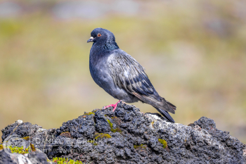 Rock Pigeon