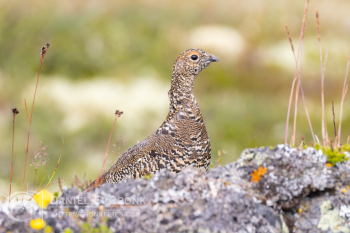 Rock Ptarmigan