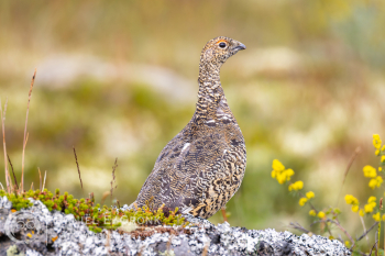 Rock Ptarmigan