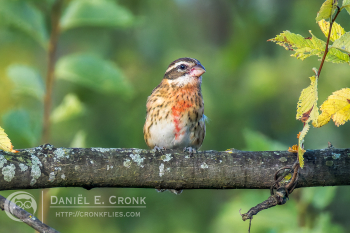 Rose-Breasted Grosbeak