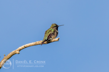 Ruby-Throated Hummingbird